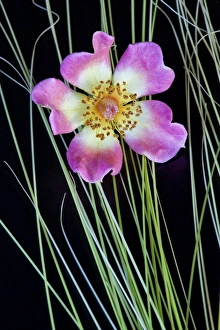 USA, Oregon. Close-up of anemone flower with grasses USA, Oregon. Close-up of anemone flower with grasses