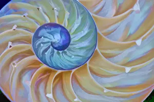 USA, Oregon. Close-up of chambered nautilus cut in half USA, Oregon. Close-up of chambered nautilus cut in half