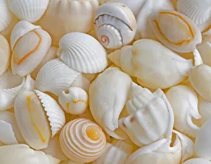USA, Oregon. Close-up of small sea shells. Credit as: Jean Carter / Jaynes Gallery / DanitaDelimont USA, Oregon. Close-up of small sea shells. Credit as: Jean Carter / Jaynes Gallery / DanitaDelimont