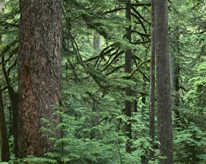 USA, Oregon, Columbia River Gorge National Scenic Area. Old growth forest dominated by Douglas-fir USA, Oregon, Columbia River Gorge National Scenic Area. Old growth forest dominated by Douglas-fir