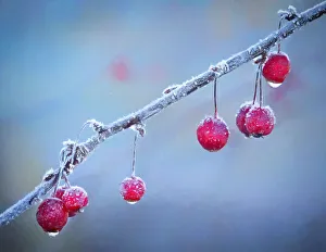 USA, Oregon, Coos Bay. Crabapples on frosty morning USA, Oregon, Coos Bay. Crabapples on frosty morning