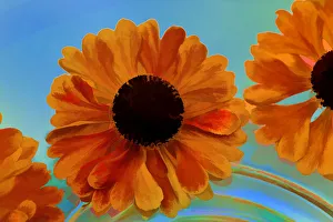 USA, Oregon, Coos Bay. Zinnia flower abstract USA, Oregon, Coos Bay. Zinnia flower abstract