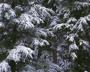 USA, Oregon, Crater Lake National Park. Winter snow clings to mountain hemlock trees USA, Oregon, Crater Lake National Park. Winter snow clings to mountain hemlock trees