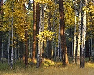 USA, Oregon, Deschutes National Forest. Aspen and ponderosa trees in autumn. Credit as USA, Oregon, Deschutes National Forest. Aspen and ponderosa trees in autumn. Credit as