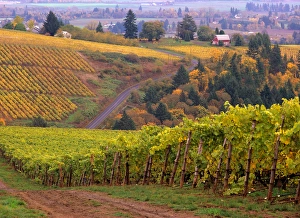USA, Oregon, Dirt road along acres of vines at Knutson vineyard, near Dundee in the USA, Oregon, Dirt road along acres of vines at Knutson vineyard, near Dundee in the