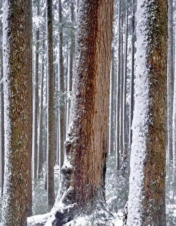 USA, Oregon, Drift Creek Wilderness. Snow on Douglas fir trees USA, Oregon, Drift Creek Wilderness. Snow on Douglas fir trees