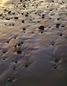 USA, Oregon. Evening light defines wet beach with scattered rocks, near Oceanside USA, Oregon. Evening light defines wet beach with scattered rocks, near Oceanside