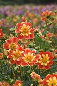 USA, Oregon. Field of dahlia flowers on Swan Island USA, Oregon. Field of dahlia flowers on Swan Island