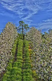 USA, Oregon, Hood River. Apple orchard in full bloom USA, Oregon, Hood River. Apple orchard in full bloom