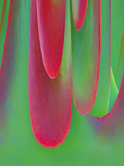USA, Oregon. Kalanchoe succulent plant close-up USA, Oregon. Kalanchoe succulent plant close-up