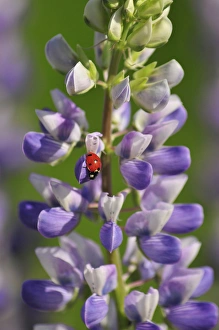 USA, Oregon. Ladybug on lupine flower. Credit as: Steve Terrill / Jaynes Gallery / DanitaDelimont USA, Oregon. Ladybug on lupine flower. Credit as: Steve Terrill / Jaynes Gallery / DanitaDelimont