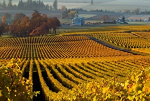 USA, Oregon, Morning light on the autumn leaves of the Stoller Vineyards, near Dundee USA, Oregon, Morning light on the autumn leaves of the Stoller Vineyards, near Dundee