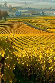 USA, Oregon, Morning light across the vines at Stoller Vineyards in the Willamette Valley USA, Oregon, Morning light across the vines at Stoller Vineyards in the Willamette Valley