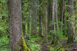 USA, Oregon, Mount Hood National Forest, Salmon-Huckleberry Wilderness, Old growth USA, Oregon, Mount Hood National Forest, Salmon-Huckleberry Wilderness, Old growth