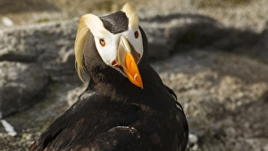 USA, Oregon, Newport, Oregon Coast Aquarium, Tufted Puffin (Fratercula cirrhata) USA, Oregon, Newport, Oregon Coast Aquarium, Tufted Puffin (Fratercula cirrhata)