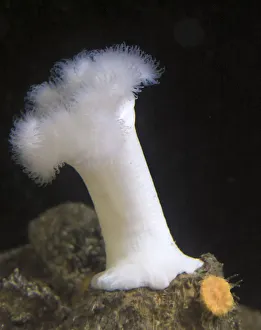 USA, Oregon, Newport. White sea anemone. Credit as: Wendy Kaveney / Jaynes Gallery / DanitaDelimont USA, Oregon, Newport. White sea anemone. Credit as: Wendy Kaveney / Jaynes Gallery / DanitaDelimont