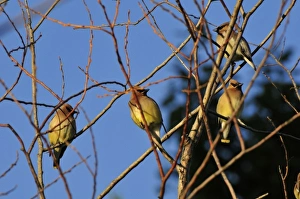 USA, Oregon, Portland. Cedar waxwing on tree branch USA, Oregon, Portland. Cedar waxwing on tree branch