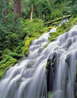 Lush Forest Landscapes Prints: USA, Oregon, Proxy