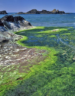 USA, Oregon. Rock formations and algae at Seal Rock USA, Oregon. Rock formations and algae at Seal Rock