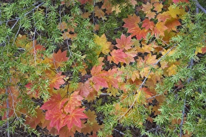 USA, Oregon, Rogue River National Forest. Close-up of vine maple leaves USA, Oregon, Rogue River National Forest. Close-up of vine maple leaves