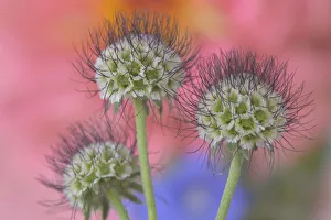 USA, Oregon. Scabiosa flower seed heads close-up USA, Oregon. Scabiosa flower seed heads close-up
