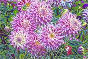 USA, Oregon, Shore Acres State Park. Abstract of dahlia garden USA, Oregon, Shore Acres State Park. Abstract of dahlia garden
