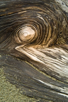 USA, Oregon. Stump pattern on beach. Credit as: Nancy Rotenberg / Jaynes Gallery / Danita Delimont USA, Oregon. Stump pattern on beach. Credit as: Nancy Rotenberg / Jaynes Gallery / Danita Delimont