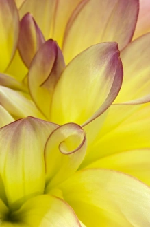 USA, Oregon, Swan Island, Yellow Dahlia Close-up. Credit as: Nancy Rotenberg / Jaynes USA, Oregon, Swan Island, Yellow Dahlia Close-up. Credit as: Nancy Rotenberg / Jaynes