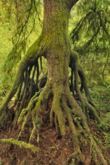 USA, Oregon, Tryon Creek State Park. Cedar growing from nursery stump on bank of Nettle USA, Oregon, Tryon Creek State Park. Cedar growing from nursery stump on bank of Nettle