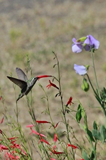 USA, Oregon, USA, Oregon, Portland. Hummingbird feeding on salvia flower. Credit as USA, Oregon, USA, Oregon, Portland. Hummingbird feeding on salvia flower. Credit as