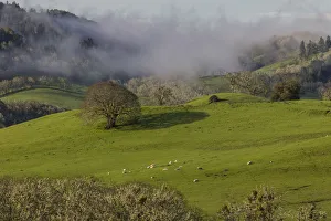 USA, Oregon, Whistlers Bend County Park. Overview of sheep in pasture. Credit as USA, Oregon, Whistlers Bend County Park. Overview of sheep in pasture. Credit as