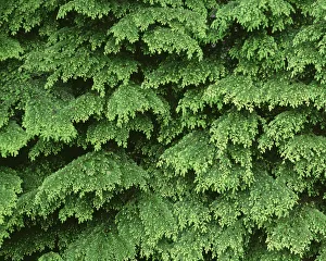 USA, Oregon, Willamette National Forest. New spring growth of western hemlock trees USA, Oregon, Willamette National Forest. New spring growth of western hemlock trees