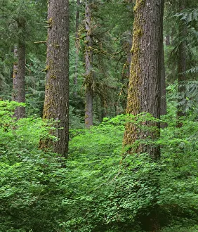 USA, Oregon, Willamette National Forest. Springtime in old growth forest of Douglas fir USA, Oregon, Willamette National Forest. Springtime in old growth forest of Douglas fir