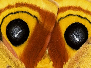 USA, Pennsylvania. Close-up of saturnia moth wings USA, Pennsylvania. Close-up of saturnia moth wings