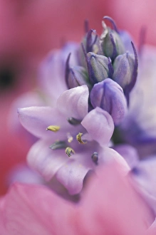 USA, Pennsylvania, Hyacynth close-up. Credit as: Nancy Rotenberg / Jaynes Gallery USA, Pennsylvania, Hyacynth close-up. Credit as: Nancy Rotenberg / Jaynes Gallery