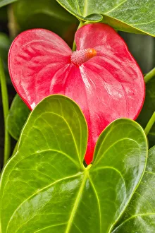 Floral botanical/usa pennsylvania kennett square red anthurium Floral botanical/usa pennsylvania kennett square red anthurium