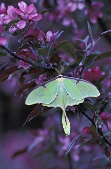 USA, Pennsylvania. Luna moth on crabapple tree. Credit as: Nancy Rotenberg / Jaynes USA, Pennsylvania. Luna moth on crabapple tree. Credit as: Nancy Rotenberg / Jaynes