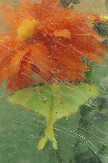 USA, Pennsylvania, Luna moth on orange dahlia behind glass USA, Pennsylvania, Luna moth on orange dahlia behind glass