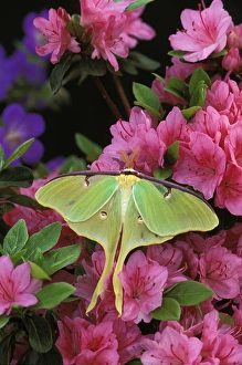 USA, Pennsylvania. Luna moth on pink clematis USA, Pennsylvania. Luna moth on pink clematis