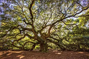 USA, South Carolina, Charleston, Angel Oak