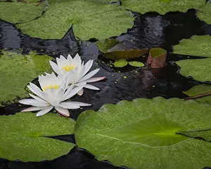 USA, South Carolina, Charleston, Cypress Gardens USA, South Carolina, Charleston, Cypress Gardens