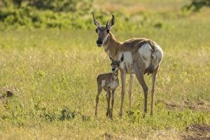 USA, South Dakota, Custer State Park. Pronghorn doe and fawn USA, South Dakota, Custer State Park. Pronghorn doe and fawn