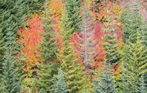 USA, Stampede Pass, Washington State, Cascade Mountains with reds of Vine Maple trees USA, Stampede Pass, Washington State, Cascade Mountains with reds of Vine Maple trees