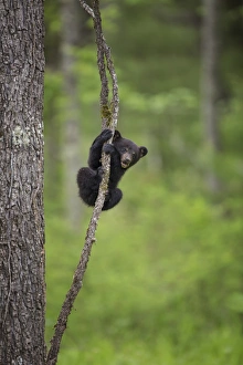 USA, Tennessee. Black bear cub playing on tree limb USA, Tennessee. Black bear cub playing on tree limb