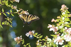 USA, Tennessee. Eastern Tiger Swallowtail gathers nectar on glossy abelia flowers USA, Tennessee. Eastern Tiger Swallowtail gathers nectar on glossy abelia flowers