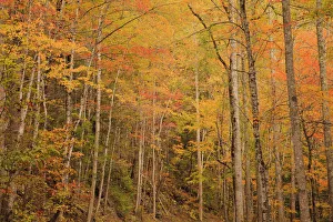 USA, Tennessee. Fall foliage along the Little River in the Smoky Mountains USA, Tennessee. Fall foliage along the Little River in the Smoky Mountains