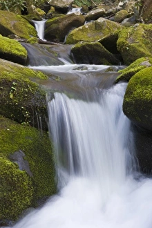USA, Tennessee, Great Smoky Mountains National Park. Spring melt rushes through Roaring USA, Tennessee, Great Smoky Mountains National Park. Spring melt rushes through Roaring