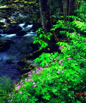 USA, Tennessee, Wildflowers along a stream in The Great Smoky Mountains USA, Tennessee, Wildflowers along a stream in The Great Smoky Mountains