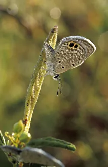 USA, Texas, Brooks County Ceraunus Blue butterfly in morning dew (Hemiargus USA, Texas, Brooks County Ceraunus Blue butterfly in morning dew (Hemiargus