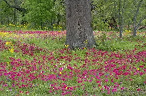USA, Texas, DeWitt County. Field of flowers around oak tree USA, Texas, DeWitt County. Field of flowers around oak tree